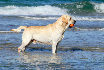 Obraz premium the cute yellow labrador with orange ball