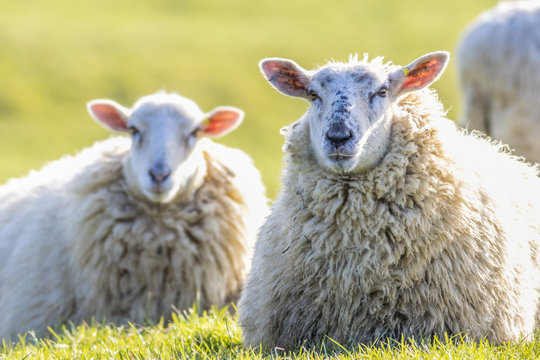 Two back lit sheep staring into camera