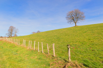 Fototapeta premium Single tree in winter sun