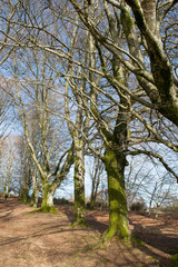 beech trees in winter