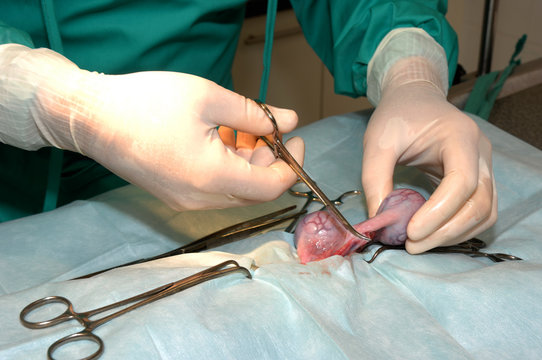 Le v&eacute;t&eacute;rinaire chirurgien op&egrave;re un chien. Ablation chirurgicale des testicules..Un mat&eacute;riel de laboratoire chirurgicale, une anesth&eacute;sie g&eacute;n&eacute;rale.