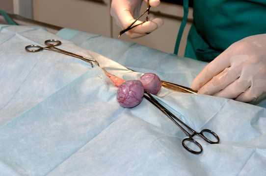 Le v&eacute;t&eacute;rinaire chirurgien op&egrave;re un chien. Ablation chirurgicale des testicules..Un mat&eacute;riel de laboratoire chirurgicale, une anesth&eacute;sie g&eacute;n&eacute;rale.
