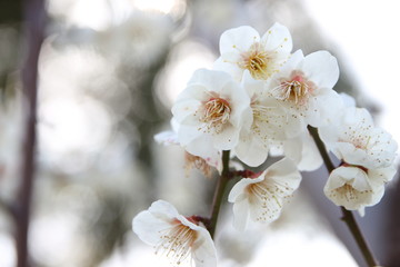 Fototapeta premium 梅の花