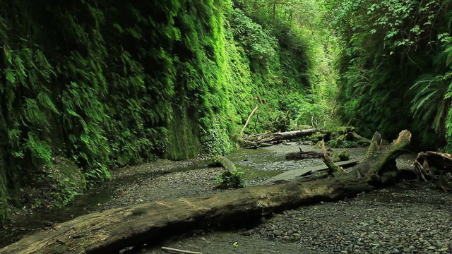 Redwood Forest 46 Fern Canyon