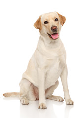 Labrador retriever dog - obrazy, fototapety, plakaty