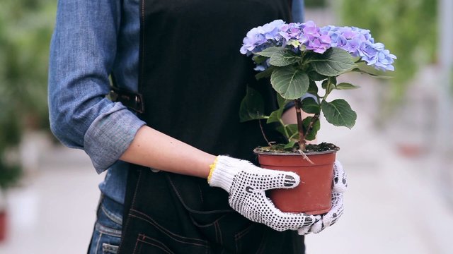 Close up of gardener holding pot with hydrangea