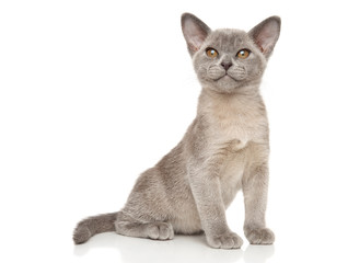 Small gray Burmese kitten on white