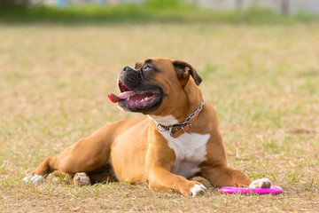 Happy boxer dog playing at a park.
