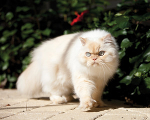 himalayan cat
