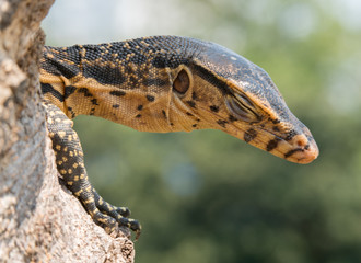 baby Varanus salvator

