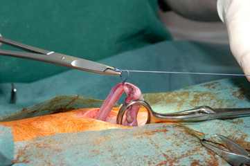 Le vétérinaire chirurgien opère une chatte d'une ovariectomie. L'ablation chirurgicale de...