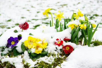 Frühlingsblumen, Ostern, Schnee, Wintereinbruch, Copyspace