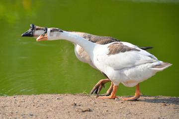 African Chinese Goose