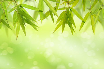 Naklejka premium Bamboo leaf and light soft green background