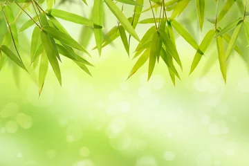 Photo sur Aluminium Bambou Feuille de bambou et fond vert doux clair