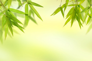 Naklejka premium Bamboo leaf and light soft green background