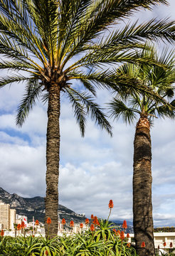 Palm trees, Monaco landscape