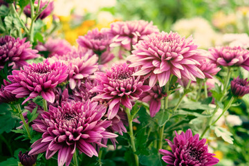 Close up Soft purple Chrysanthemum flowers nature