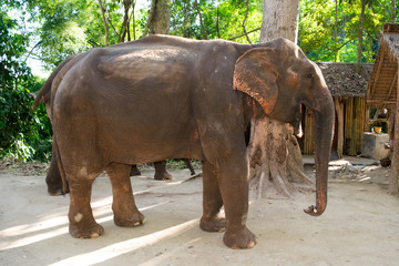 Fototapeta na wymiar Full body elephant walking and eating cane