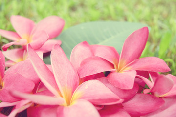 Frangipani flowers or Plumeria flower (vintage soft style)
