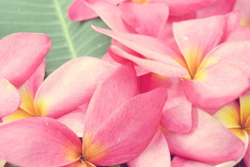Obraz na płótnie Canvas Frangipani flowers or Plumeria flower (vintage soft style)