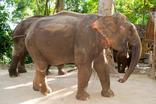 Full body elephant walking and eating cane