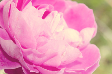 Close up pink rose (light soft style)