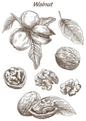 walnut set of sketches