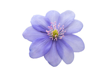 Hepatica nobilis