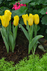 Fototapeta premium Field of many yellow tulips