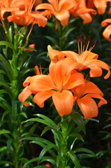 Field of many lily in garden