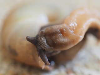 Close Up Of Snail Head From Top View