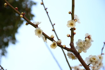 梅の花と空