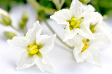 Fototapeta na wymiar White flowers on a potato plant isolated on white background