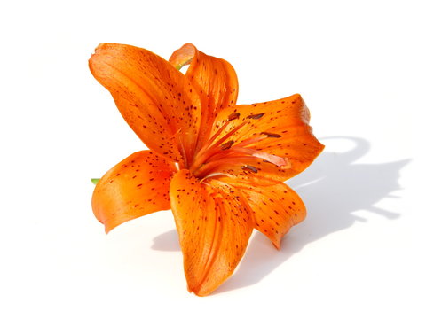 Orange Tiger lily flower on white background
