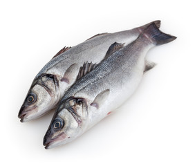 Seabass isolated on white background with clipping path