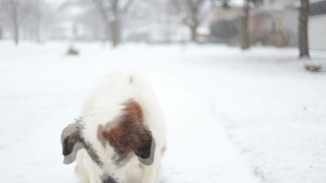 Saint Bernard Dog Eating In Snow,video