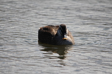 カルガモ / 水辺に浮かんでいるカルガモを正面から写真に収めました。