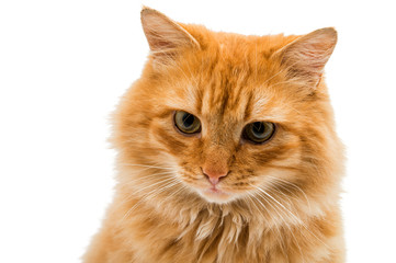 red cat isolated