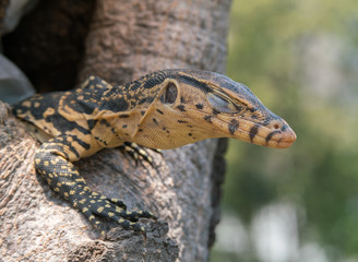 baby Varanus salvator
