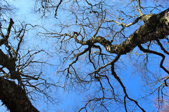 leafless tree