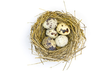 Obraz premium Quail eggs in the nest.
