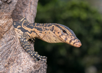 baby Varanus salvator
