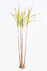 Sugarcane isolate on white.