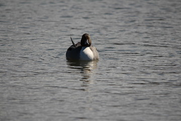 オナガガモ / 水辺に浮かんでいるオナガガモを正面から撮影しました。