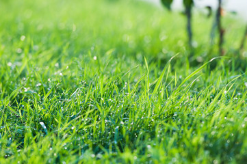 Green grass with dew drops