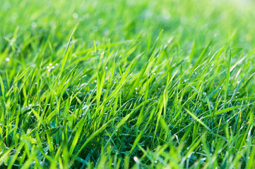 Green grass with dew drops