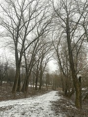 The road in winter park