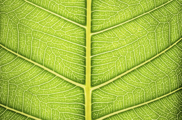 close up green leaf texture
