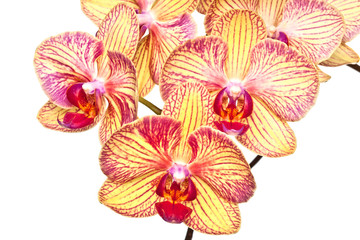 orchid flower on white background